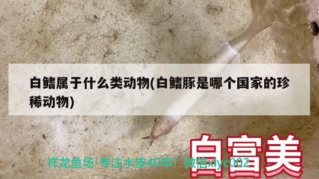 白鰭屬于什么類動物(白鰭豚是哪個國家的珍稀動物) 觀賞魚