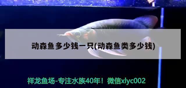 動(dòng)森魚多少錢一只(動(dòng)森魚類多少錢)