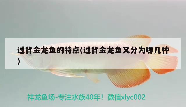 過背金龍魚的特點(過背金龍魚又分為哪幾種) 過背金龍魚