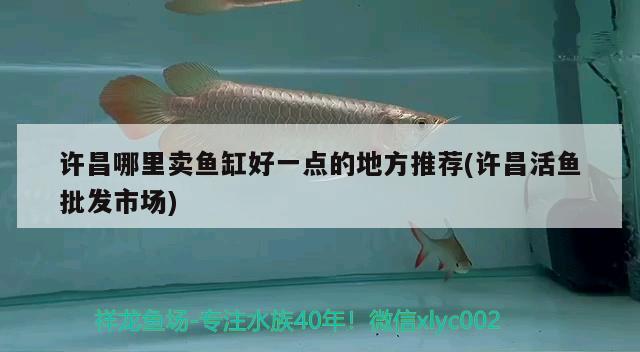 許昌哪里賣魚缸好一點的地方推薦(許昌活魚批發(fā)市場) 賽級紅龍魚