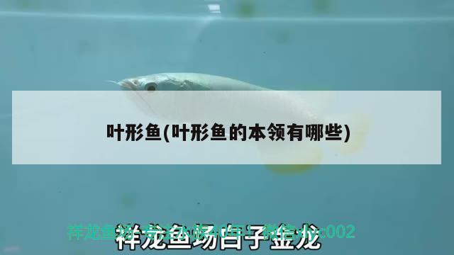 葉形魚(葉形魚的本領(lǐng)有哪些) 觀賞魚