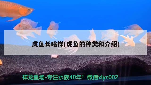 虎魚(yú)長(zhǎng)啥樣(虎魚(yú)的種類(lèi)和介紹) 虎魚(yú)百科