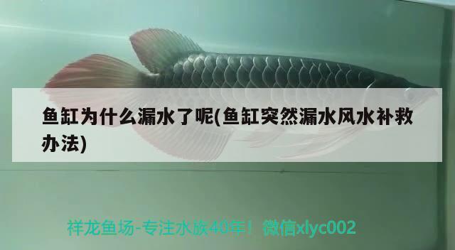 魚缸為什么漏水了呢(魚缸突然漏水風(fēng)水補(bǔ)救辦法) 魚缸風(fēng)水