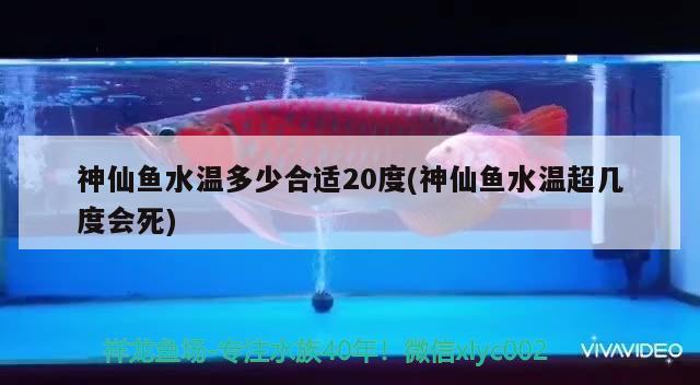 神仙魚水溫多少合適20度(神仙魚水溫超幾度會死)