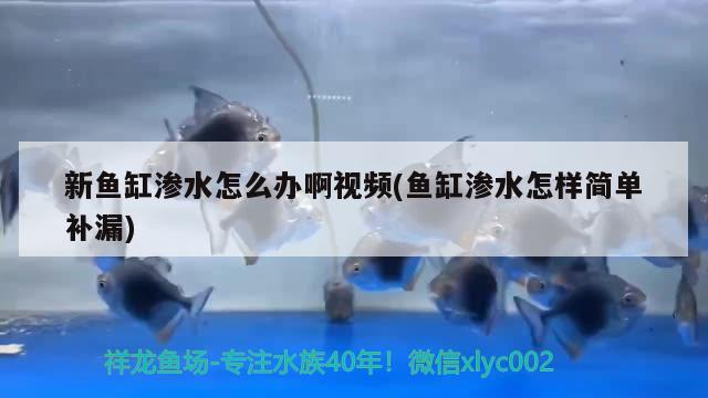 新魚缸滲水怎么辦啊視頻(魚缸滲水怎樣簡單補(bǔ)漏) 朱巴利魚苗