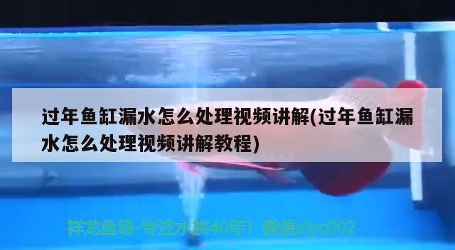 過年魚缸漏水怎么處理視頻講解(過年魚缸漏水怎么處理視頻講解教程)