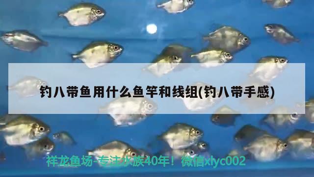 釣八帶魚用什么魚竿和線組(釣八帶手感) 垂釣樂園 第2張