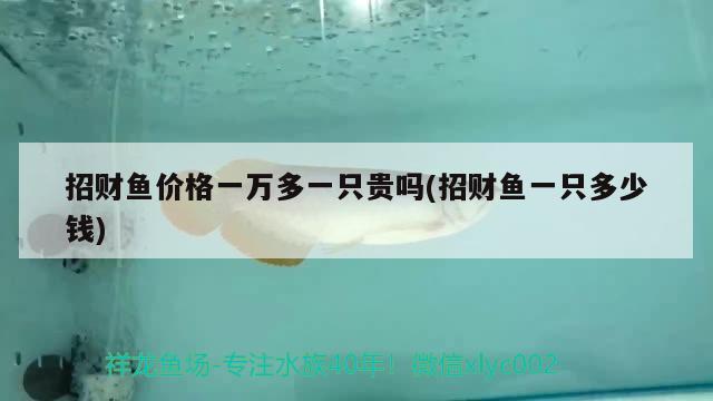 招財魚價格一萬多一只貴嗎(招財魚一只多少錢) 觀賞魚