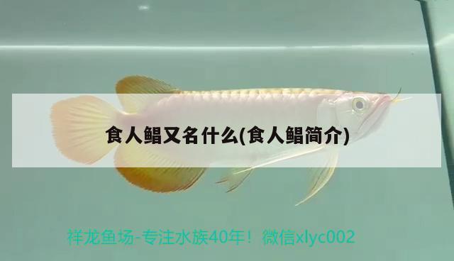 食人鯧又名什么(食人鯧簡介) 觀賞魚