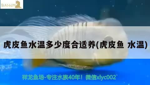 虎皮魚水溫多少度合適養(yǎng)(虎皮魚水溫) 觀賞魚