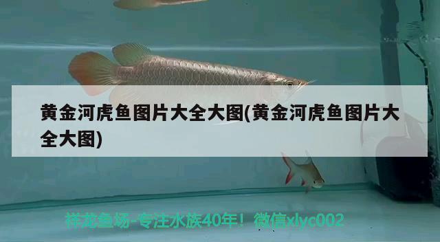 黃金河虎魚(yú)圖片大全大圖(黃金河虎魚(yú)圖片大全大圖)