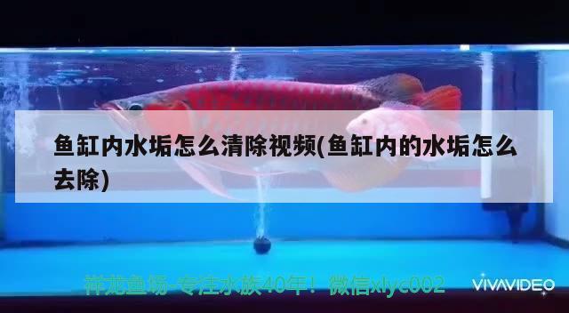 魚缸內(nèi)水垢怎么清除視頻(魚缸內(nèi)的水垢怎么去除) 星點(diǎn)金龍魚