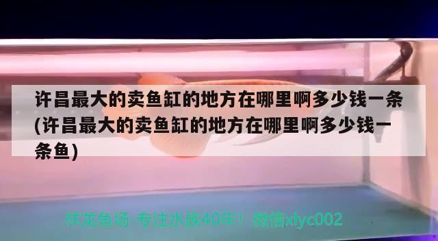 許昌最大的賣(mài)魚(yú)缸的地方在哪里啊多少錢(qián)一條(許昌最大的賣(mài)魚(yú)缸的地方在哪里啊多少錢(qián)一條魚(yú)) 祥龍赫舞紅龍魚(yú)