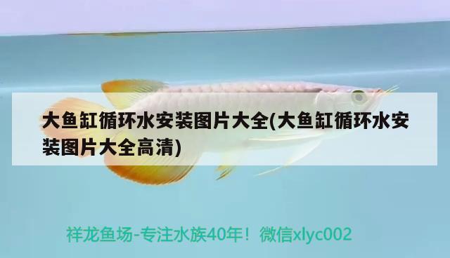 大魚缸循環(huán)水安裝圖片大全(大魚缸循環(huán)水安裝圖片大全高清) 純血皇冠黑白魟魚