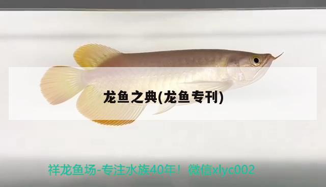 龍魚之典(龍魚?？?