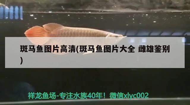 斑馬魚(yú)圖片高清(斑馬魚(yú)圖片大全雌雄鑒別) 觀賞魚(yú)