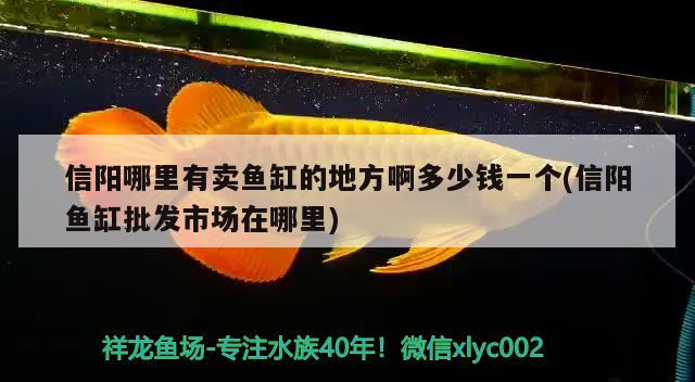 信陽哪里有賣魚缸的地方啊多少錢一個(信陽魚缸批發(fā)市場在哪里) 眼斑魚