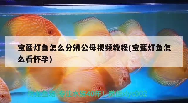 寶蓮燈魚怎么分辨公母視頻教程(寶蓮燈魚怎么看懷孕) 觀賞魚