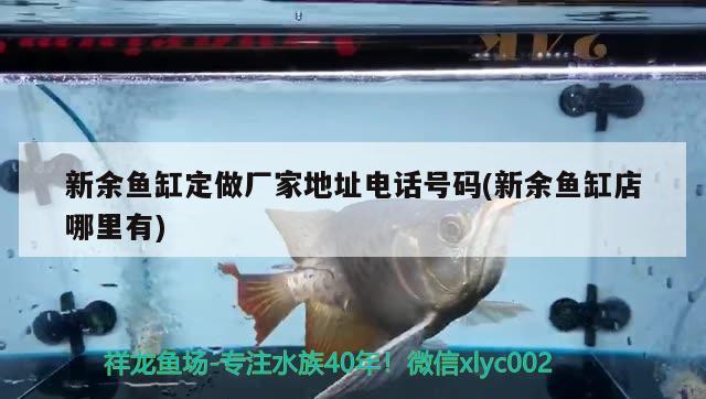 新余魚缸定做廠家地址電話號(hào)碼(新余魚缸店哪里有) 黃金河虎魚