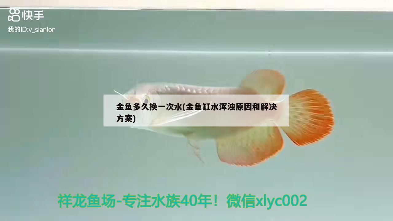 金魚多久換一次水(金魚缸水渾濁原因和解決方案) 觀賞魚