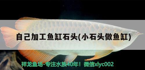 自己加工魚缸石頭(小石頭做魚缸) 帝王血鉆魚