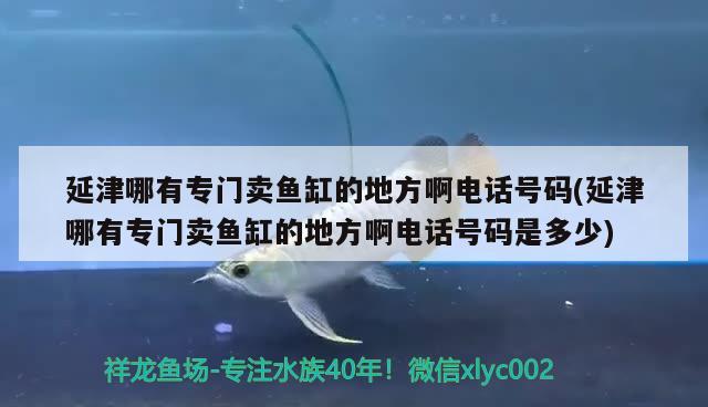 延津哪有專門賣魚缸的地方啊電話號碼(延津哪有專門賣魚缸的地方啊電話號碼是多少)