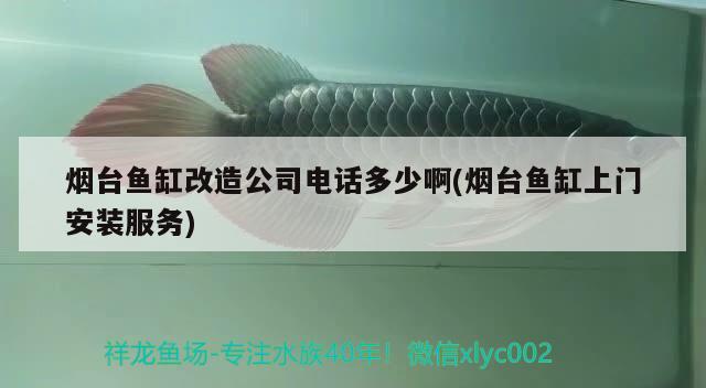 煙臺(tái)魚(yú)缸改造公司電話多少啊(煙臺(tái)魚(yú)缸上門(mén)安裝服務(wù)) 觀賞魚(yú)魚(yú)苗