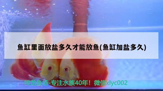 魚缸里面放鹽多久才能放魚(魚缸加鹽多久)