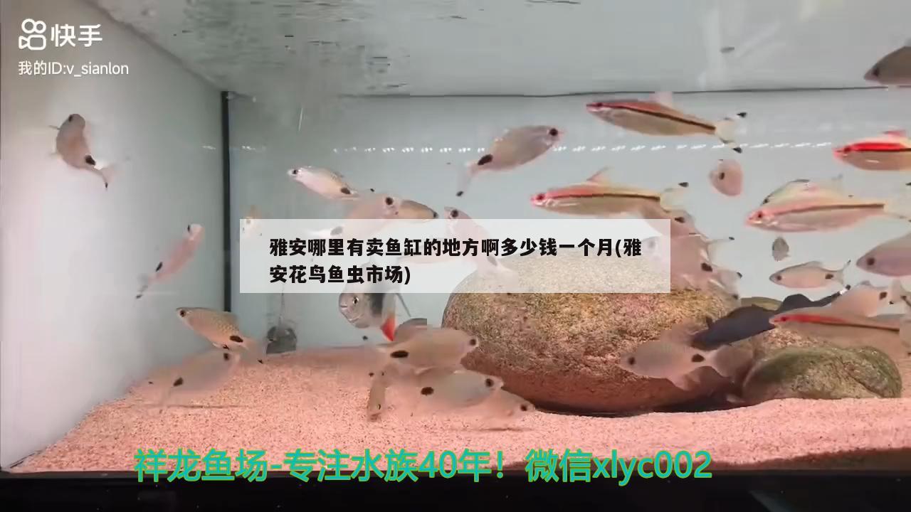 雅安哪里有賣魚缸的地方啊多少錢一個月(雅安花鳥魚蟲市場)