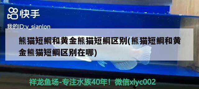 熊貓短鯛和黃金熊貓短鯛區(qū)別(熊貓短鯛和黃金熊貓短鯛區(qū)別在哪)