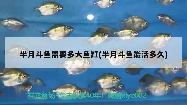 半月斗魚需要多大魚缸(半月斗魚能活多久) 觀賞魚