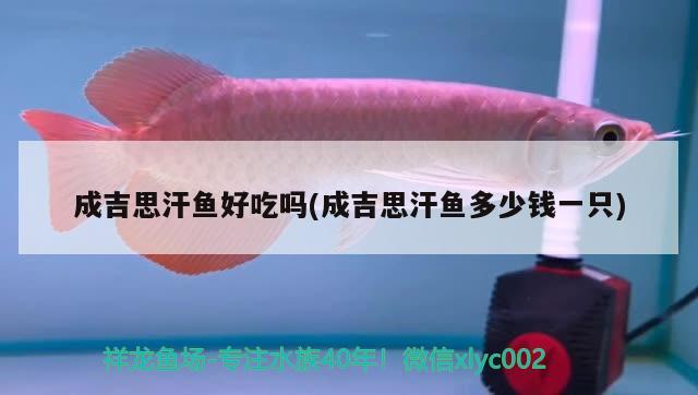 成吉思汗魚好吃嗎(成吉思汗魚多少錢一只) 觀賞魚