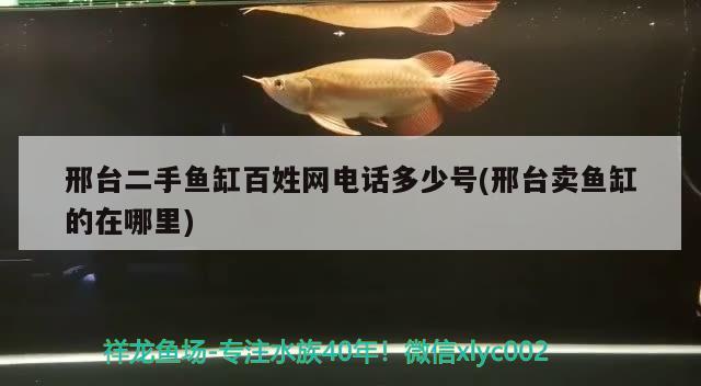 邢臺二手魚缸百姓網(wǎng)電話多少號(邢臺賣魚缸的在哪里) 綠皮辣椒小紅龍