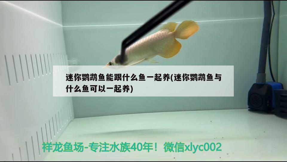 迷你鸚鵡魚能跟什么魚一起養(yǎng)(迷你鸚鵡魚與什么魚可以一起養(yǎng))