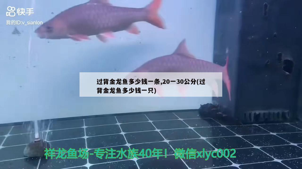 過背金龍魚多少錢一條,20一30公分(過背金龍魚多少錢一只) 過背金龍魚