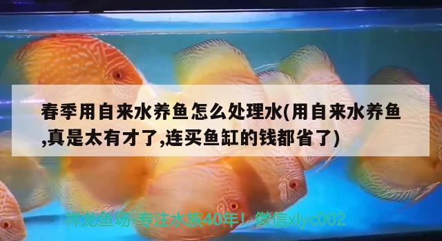 春季用自來水養(yǎng)魚怎么處理水(用自來水養(yǎng)魚,真是太有才了,連買魚缸的錢都省了)