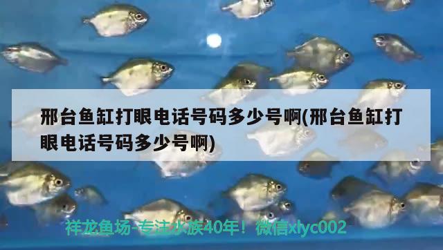 邢臺魚缸打眼電話號碼多少號啊(邢臺魚缸打眼電話號碼多少號啊)