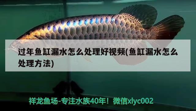 過年魚缸漏水怎么處理好視頻(魚缸漏水怎么處理方法)