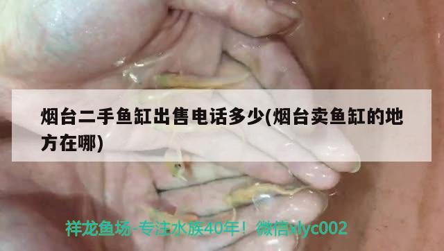 煙臺二手魚缸出售電話多少(煙臺賣魚缸的地方在哪)