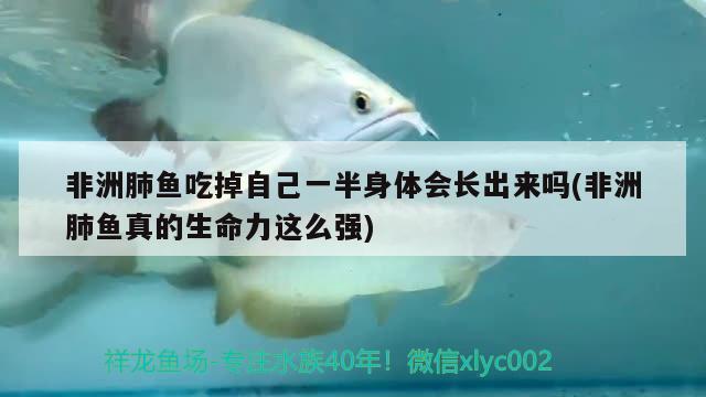 非洲肺魚吃掉自己一半身體會長出來嗎(非洲肺魚真的生命力這么強)