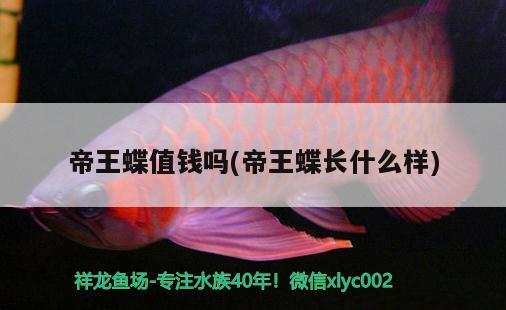 帝王蝶值錢嗎(帝王蝶長(zhǎng)什么樣) 觀賞魚(yú)