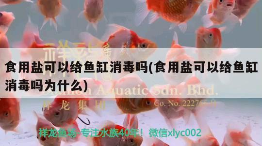 食用鹽可以給魚缸消毒嗎(食用鹽可以給魚缸消毒嗎為什么) 帝王迷宮