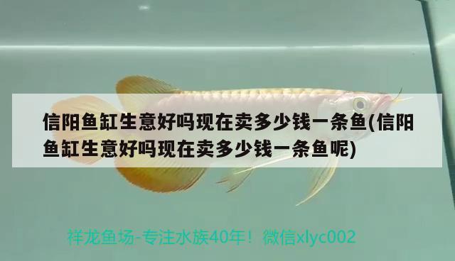 信陽(yáng)魚缸生意好嗎現(xiàn)在賣多少錢一條魚(信陽(yáng)魚缸生意好嗎現(xiàn)在賣多少錢一條魚呢)