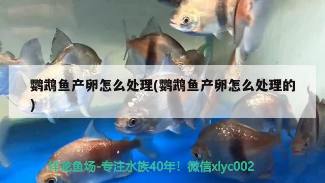 鸚鵡魚(yú)產(chǎn)卵怎么處理(鸚鵡魚(yú)產(chǎn)卵怎么處理的)