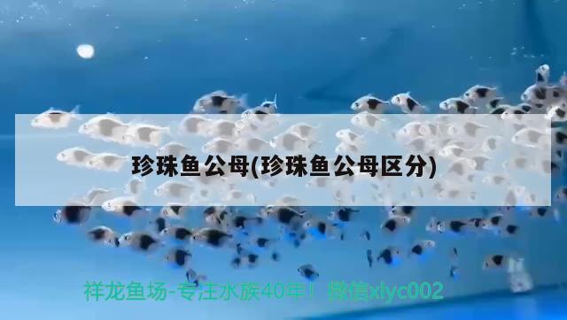 珍珠魚公母(珍珠魚公母區(qū)分) 觀賞魚