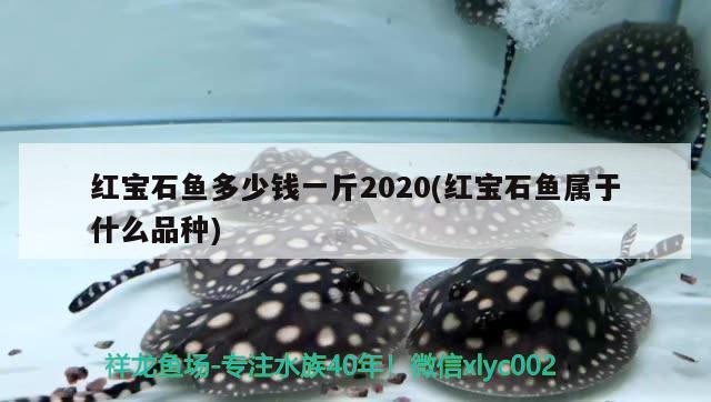 紅寶石魚多少錢一斤2020(紅寶石魚屬于什么品種) 觀賞魚