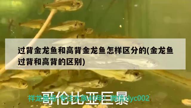 過背金龍魚和高背金龍魚怎樣區(qū)分的(金龍魚過背和高背的區(qū)別)