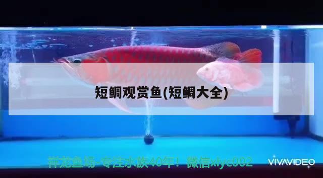 短鯛觀賞魚(yú)(短鯛大全) 觀賞魚(yú)