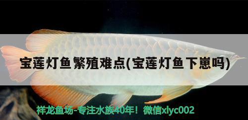 寶蓮燈魚(yú)繁殖難點(diǎn)(寶蓮燈魚(yú)下崽嗎)