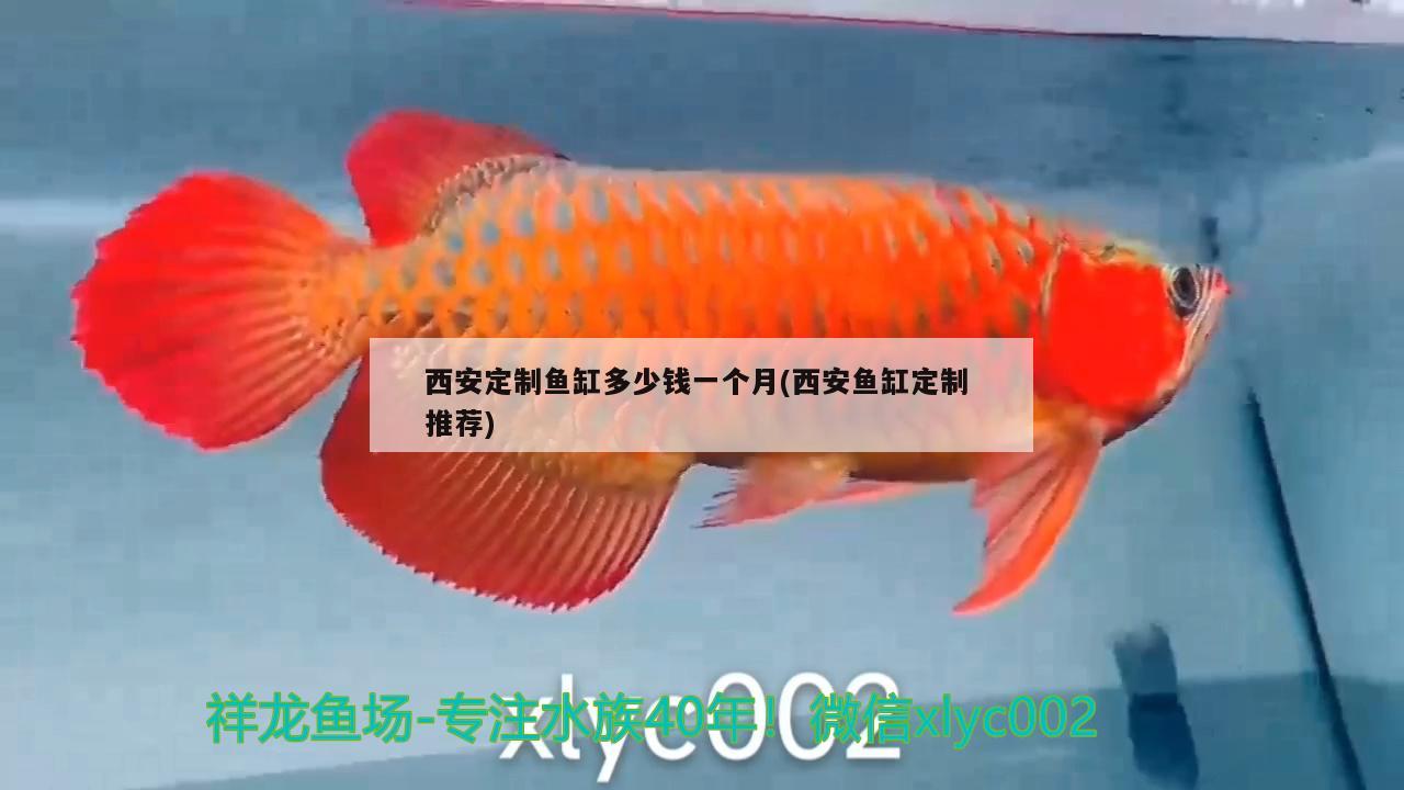 西安定制魚缸多少錢一個月(西安魚缸定制推薦)